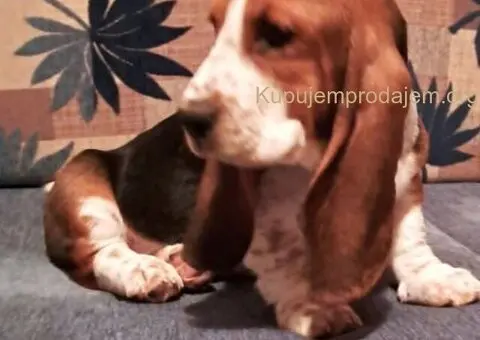 U ponudi kučići Baseta - 2/5