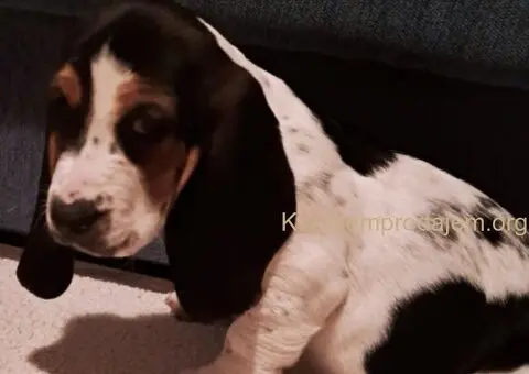 U ponudi kučići Baseta - 4/5