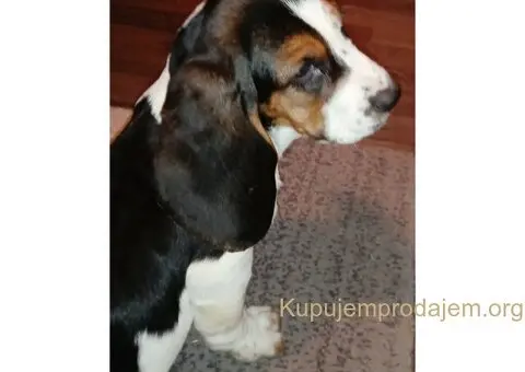 U ponudi kučići Baseta - 5/5