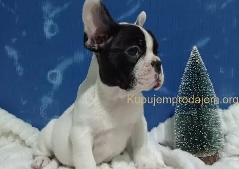 Stene francuskog buldoga - 1/4
