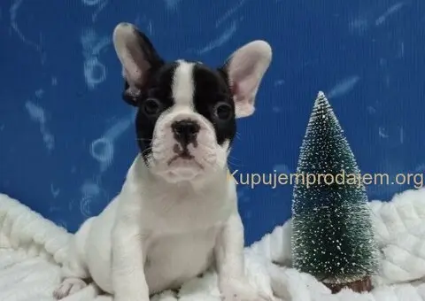 Stene francuskog buldoga - 2/4