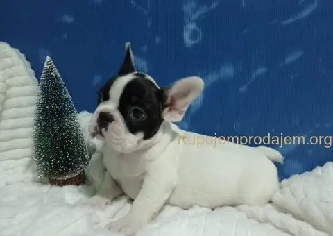 Stene francuskog buldoga - 4/4