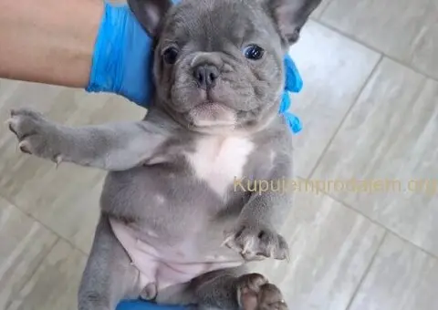 Egzoticni francuski buldog - 1/4