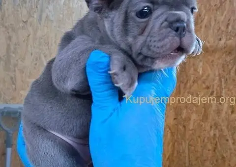 Egzoticni francuski buldog - 2/4