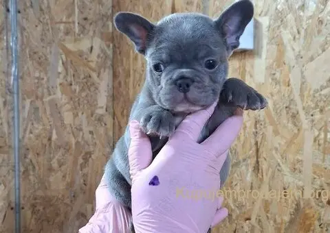 Egzoticni francuski buldog - 3/4