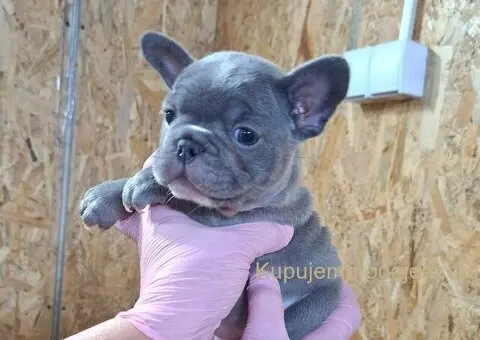 Egzoticni francuski buldog - 4/4