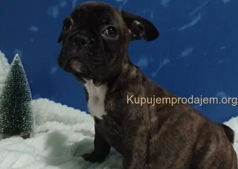Zensko stene francuskog buldoga - 1/7