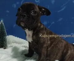 Zensko stene francuskog buldoga