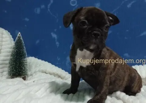 Zensko stene francuskog buldoga - 4/7