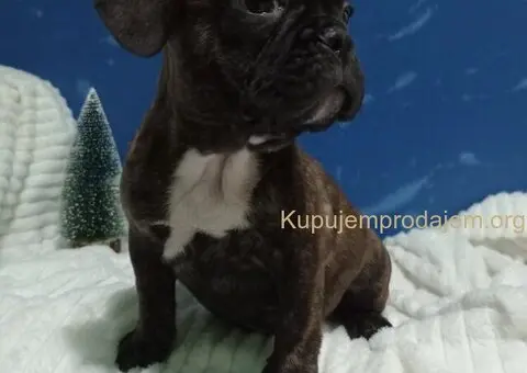 Zensko stene francuskog buldoga - 5/7