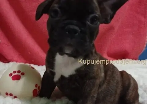 Zensko stene francuskog buldoga - 6/7