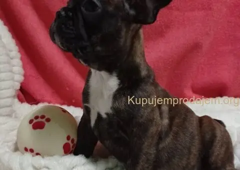 Zensko stene francuskog buldoga - 7/7