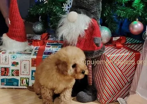 Na prodaju zenska dva steneta, patuljaste pudle, aprikot - 1/4