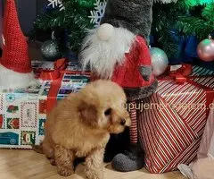 Na prodaju zenska dva steneta, patuljaste pudle, aprikot