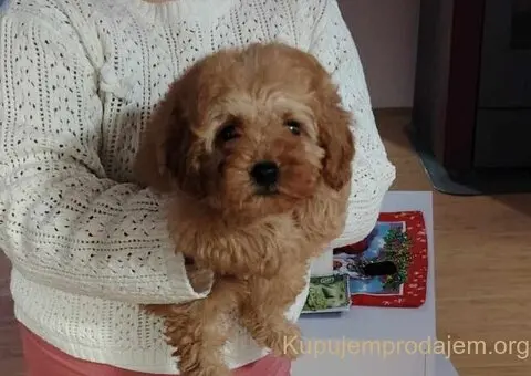 Na prodaju zenska dva steneta, patuljaste pudle, aprikot - 2/4
