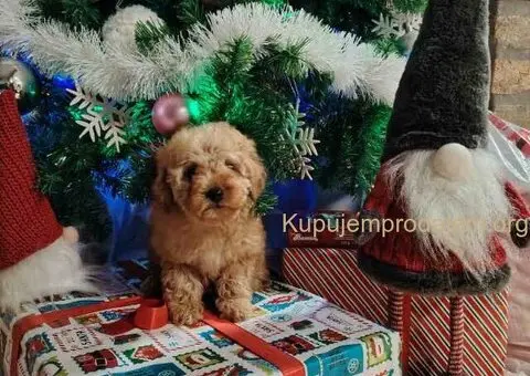 Na prodaju zenska dva steneta, patuljaste pudle, aprikot - 3/4