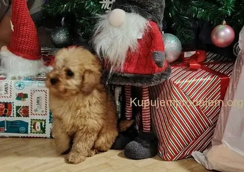 Na prodaju zenska dva steneta, patuljaste pudle, aprikot - 4/4