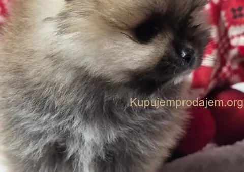 Pomeranac PRELEPI štenci - 1/5