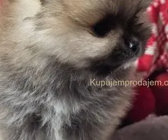 Pomeranac PRELEPI štenci