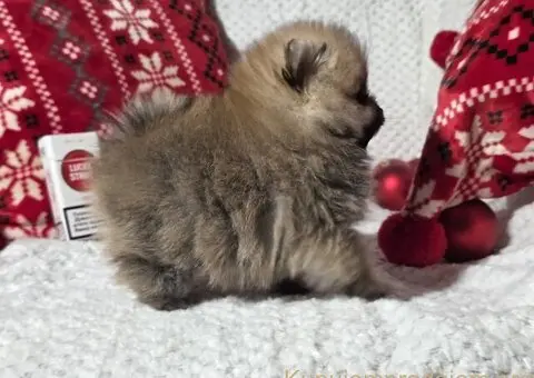 Pomeranac PRELEPI štenci - 2/5