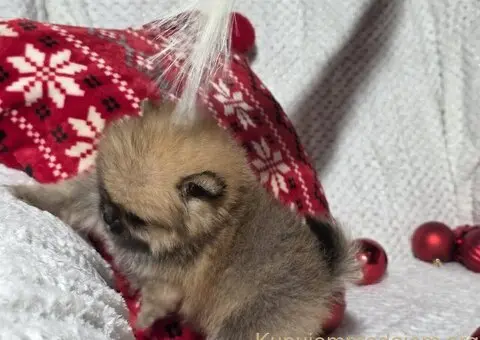 Pomeranac PRELEPI štenci - 3/5