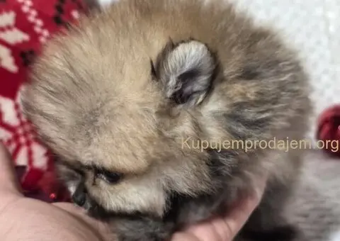 Pomeranac PRELEPI štenci - 4/5