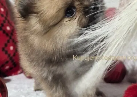 Pomeranac PRELEPI štenci - 5/5