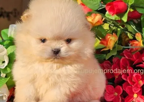 Pomeranac Boo štenci CHOCOLATE & TAN NOVO - 1/5