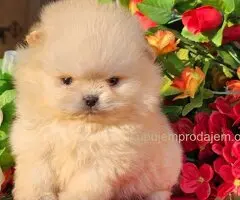 Pomeranac Boo štenci CHOCOLATE & TAN NOVO