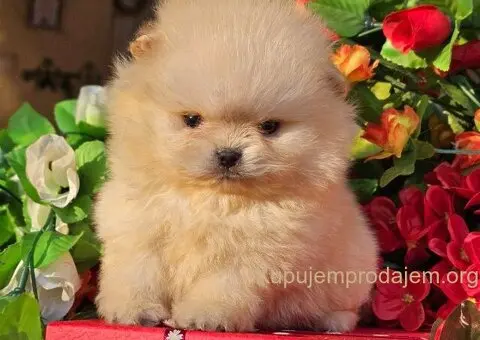 Pomeranac Boo štenci CHOCOLATE & TAN NOVO - 2/5