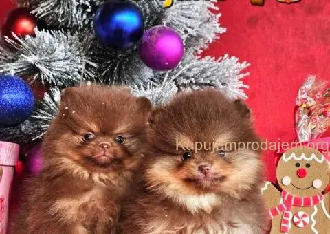 Pomeranac Boo štenci CHOCOLATE & TAN NOVO - 3/5