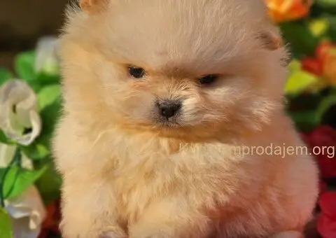 Pomeranac Boo štenci CHOCOLATE & TAN NOVO - 4/5