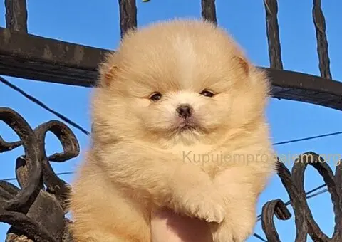 Pomeranac Boo štenci CHOCOLATE & TAN NOVO - 5/5