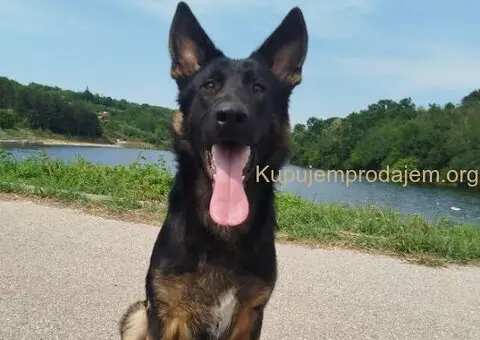 Na prodaju psi nemački ovčari - 1/5