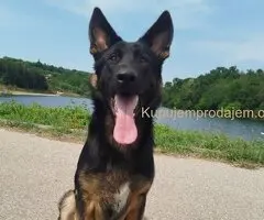 Na prodaju psi nemački ovčari