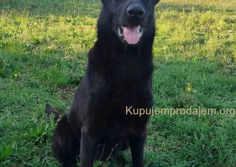 Na prodaju psi nemački ovčari - 3/5