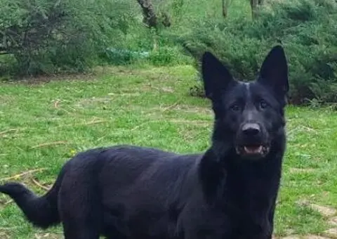 Na prodaju psi nemački ovčari - 4/5