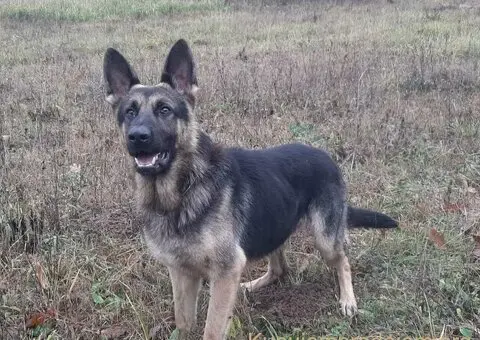 Na prodaju psi nemački ovčari - 5/5