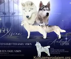 Štenci sibirskog haskija