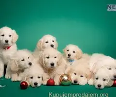 Dostupni za rezervaciju štenci Zlatnog retrivera