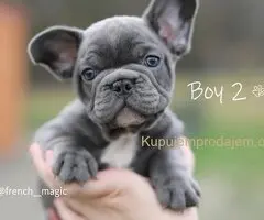 Plavi i merle egzoticni francuski buldozi