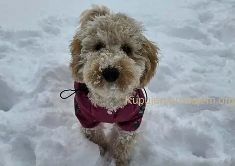 Prelep dečak apricot pudle - 1/6