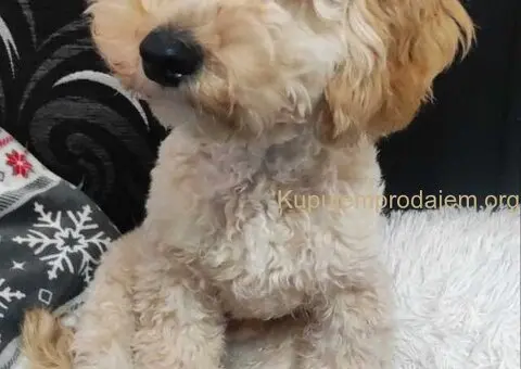 Prelep dečak apricot pudle - 3/6