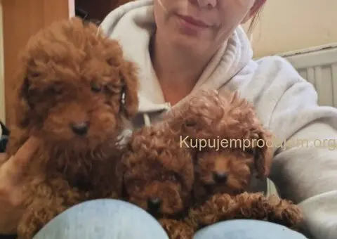 Crvene toy pudle - 1/5