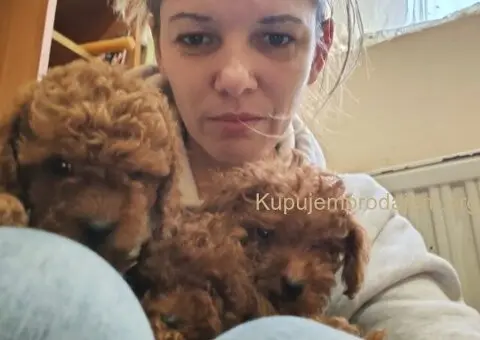 Crvene toy pudle - 2/5