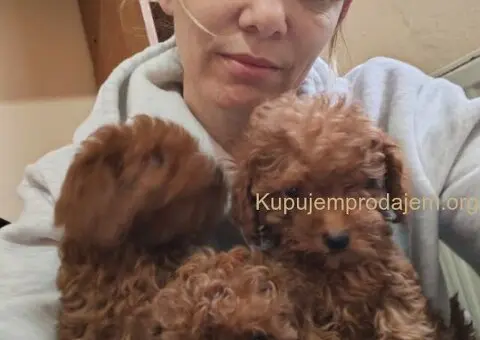 Crvene toy pudle - 3/5