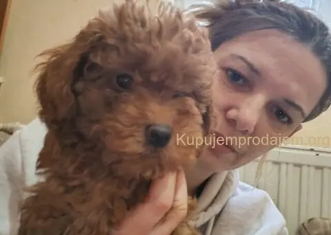 Crvene toy pudle - 5/5