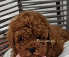 Registrovana odgajivacnica Hopy queen poodle