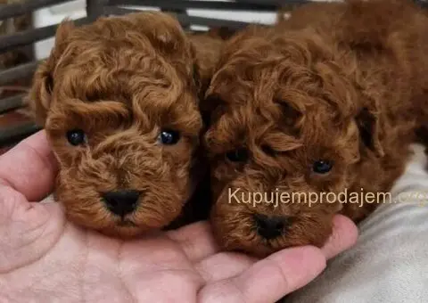 Registrovana odgajivacnica Hopy queen poodle - 2/5