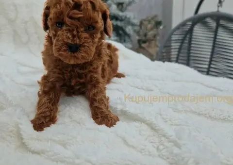 Registrovana odgajivacnica Hopy queen poodle - 3/5